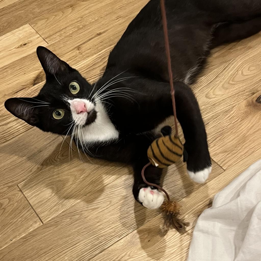 Pip