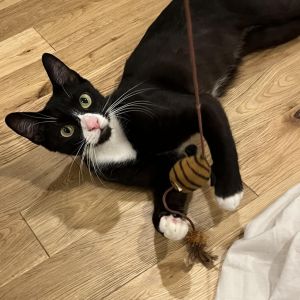 Pip, Adult Female Domestic Short Hair