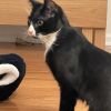 Pip photo 3