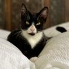 Pip photo 5
