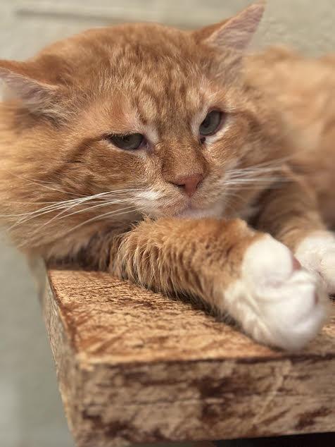 Tiny Tot, an adoptable Domestic Long Hair in Lincoln, CA, 95648 | Photo Image 1