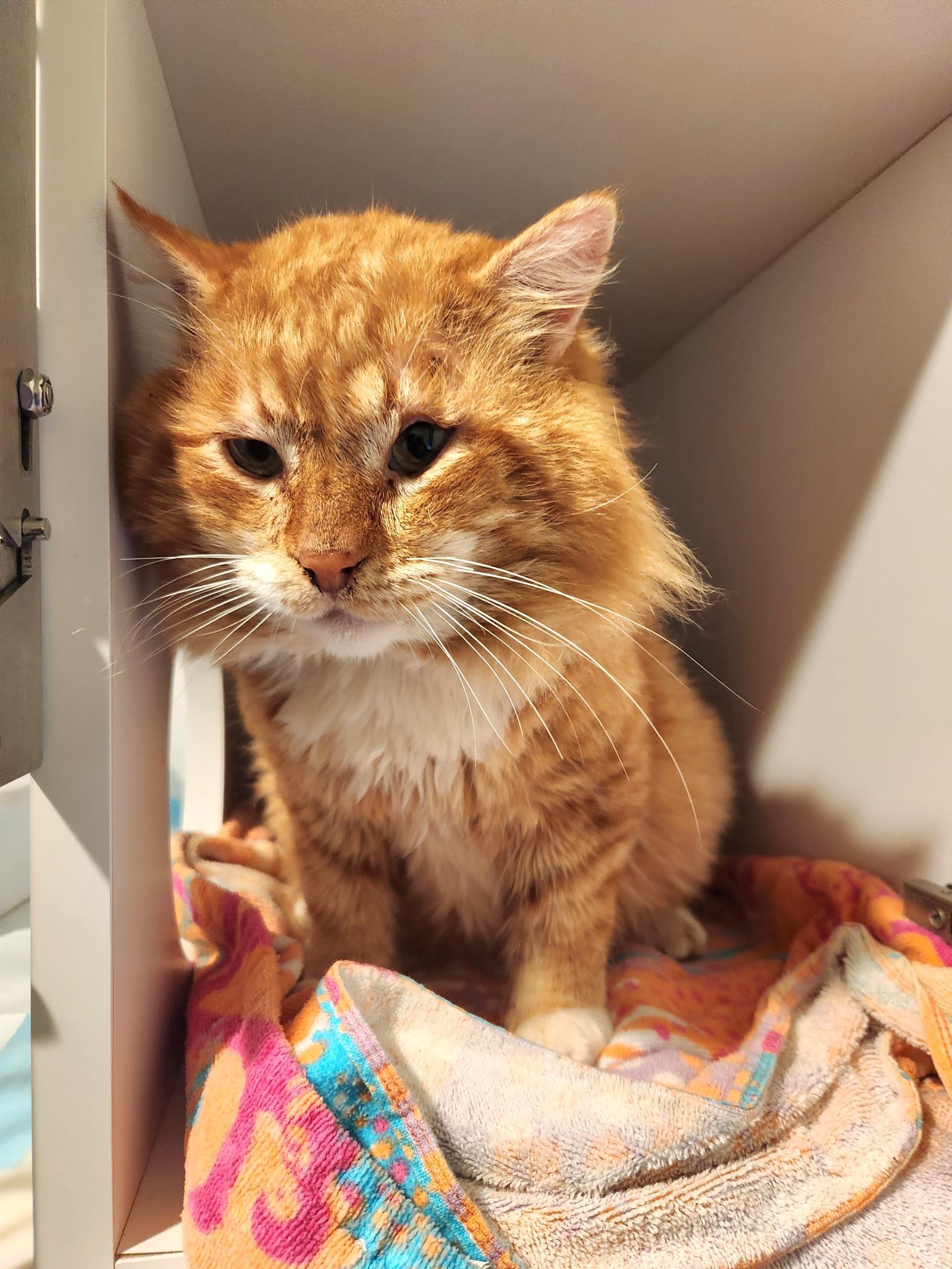 Tiny Tot, an adoptable Domestic Long Hair in Lincoln, CA, 95648 | Photo Image 2