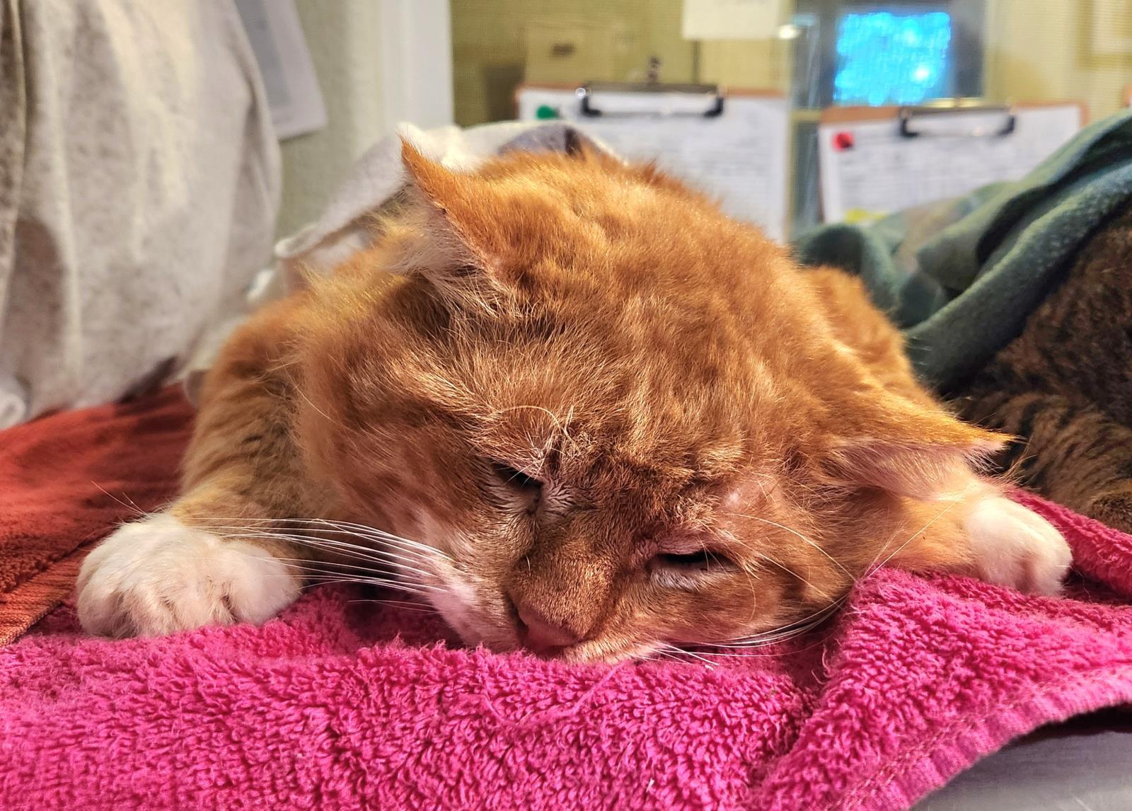 Tiny Tot, an adoptable Domestic Long Hair in Lincoln, CA, 95648 | Photo Image 3