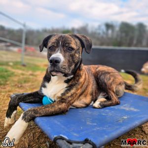 Sid the male brindle mix Age 35 years Weight 80lb Why Im a 1010 I get along well with humans