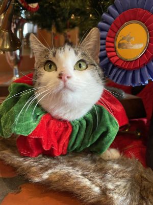 You may remember Holly as our Christmas Miracle kitty She came to FieldHaven from the UC Davis neur