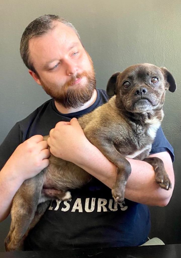 Stumpy, an adoptable Pug Mix in Boise, ID_image-2