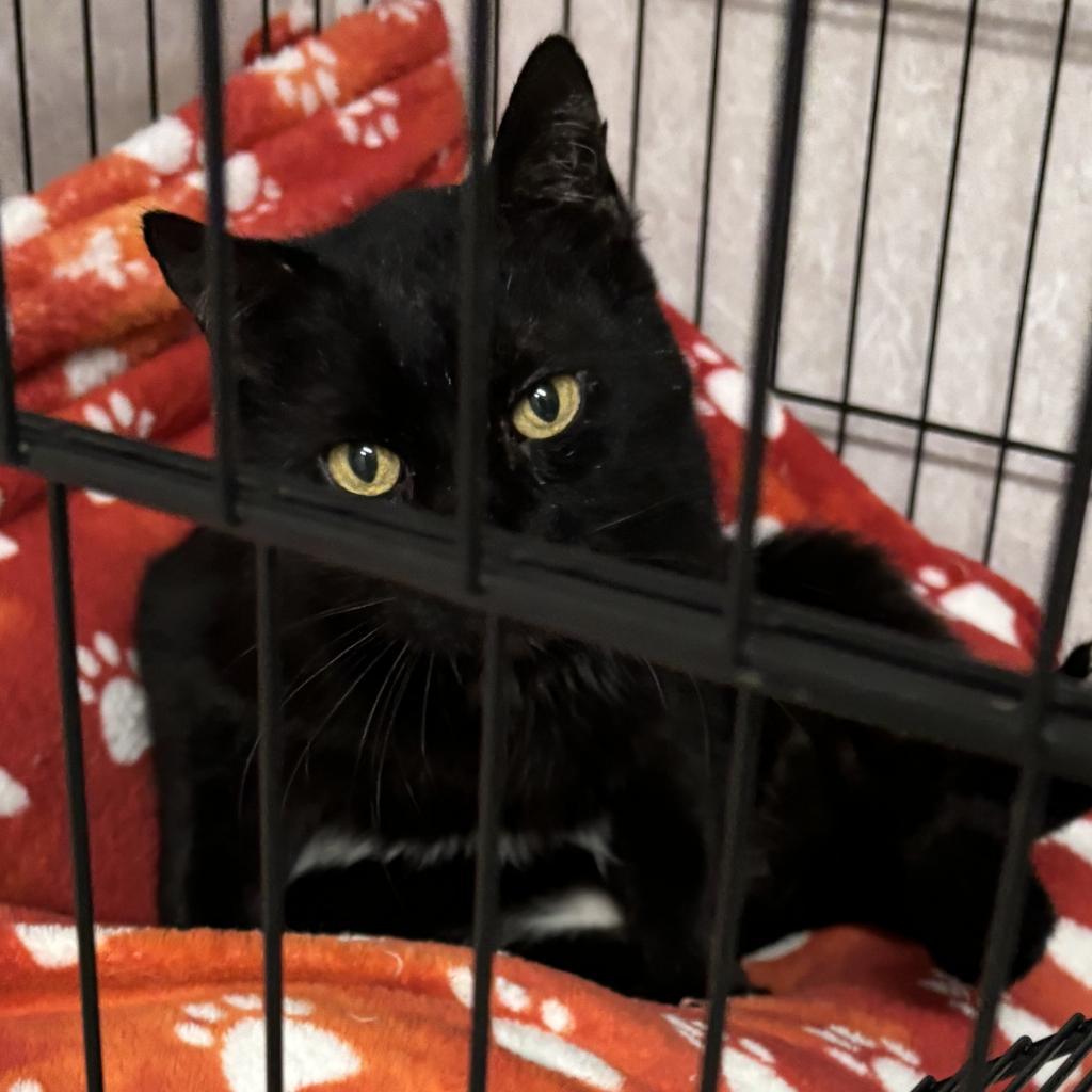 Wolverine, an adoptable Domestic Short Hair in Hinesville, GA, 31313 | Photo Image 1
