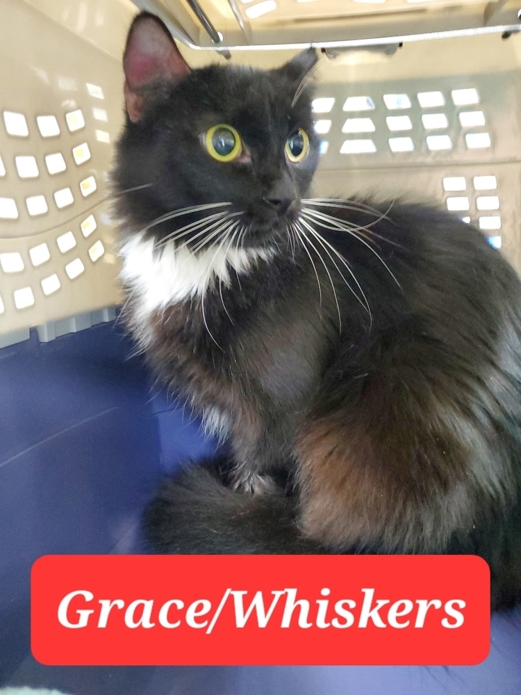 Grace Whiskers 0376