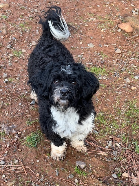 Portuguese water dog hot sale shih tzu mix