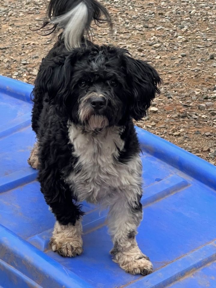 Portuguese water dog shih tzu sale mix