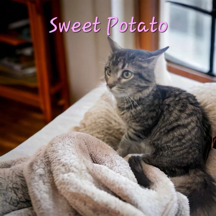 Sweet Potato 2
