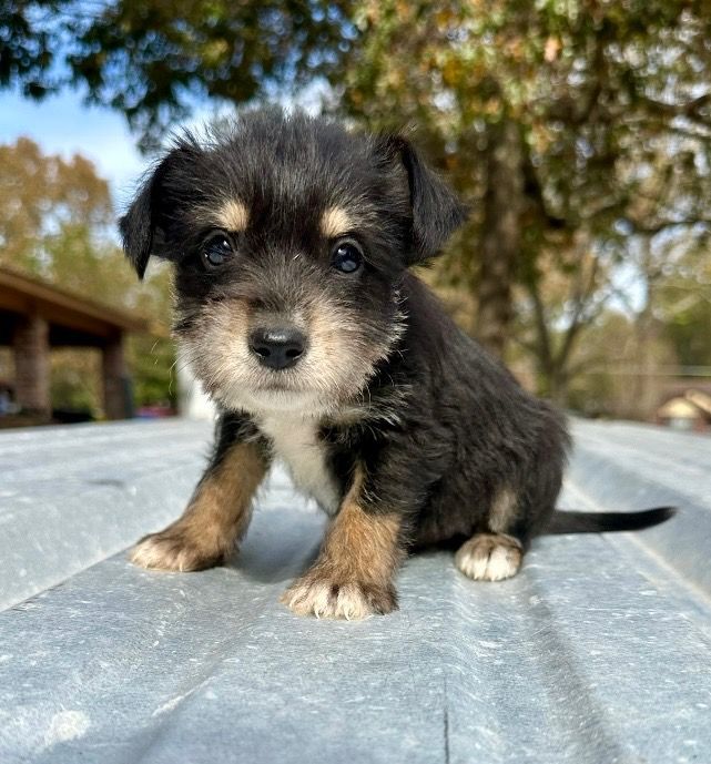 Rat terrier schnauzer store mix