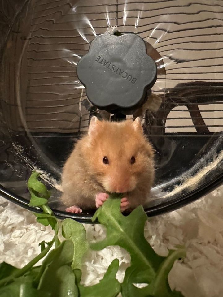 Petfinder hamsters clearance