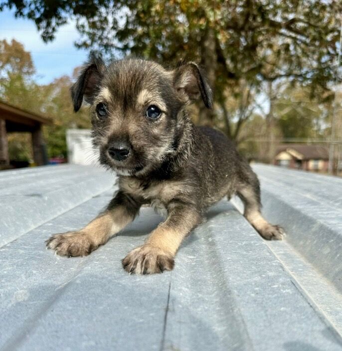 Rat terrier best sale schnauzer mix