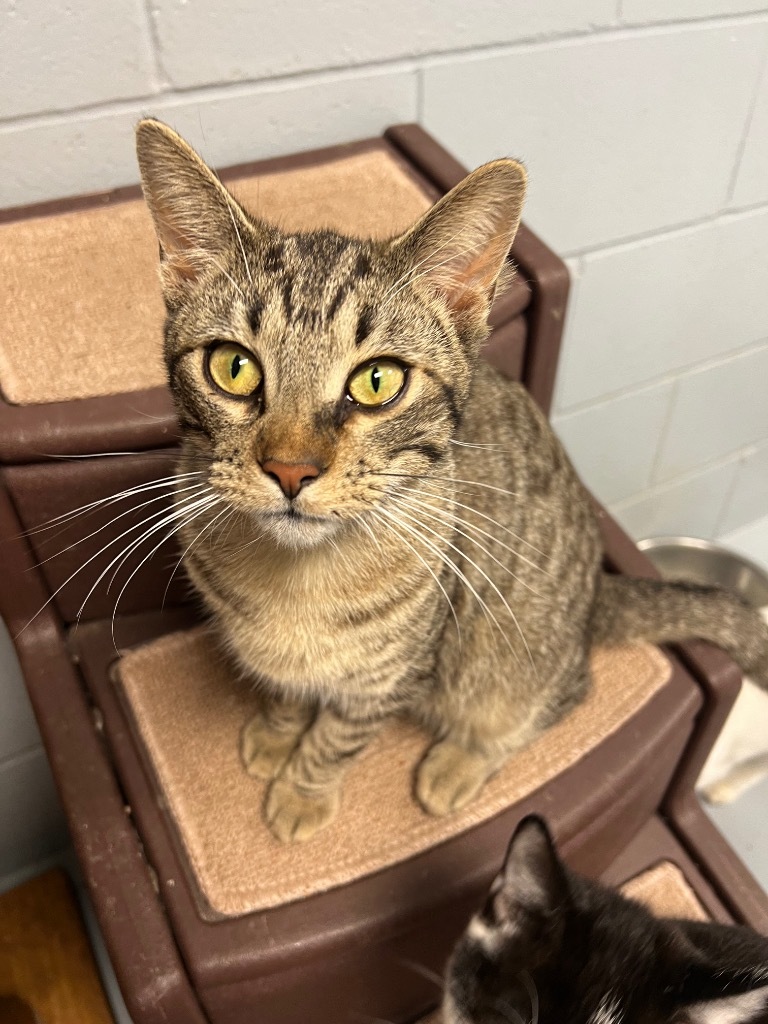 Mickey D, an adoptable Domestic Short Hair in Greenwood, MS, 38930 | Photo Image 1