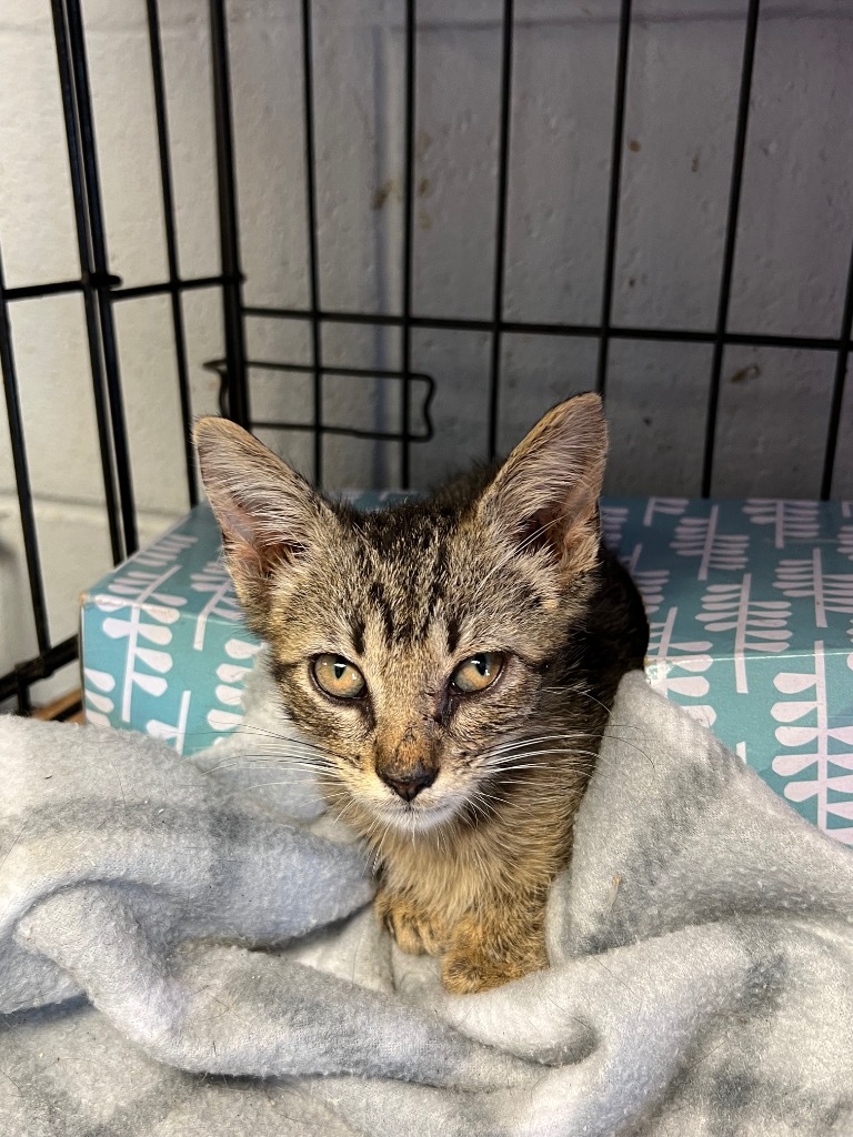 Mickey D, an adoptable Domestic Short Hair in Greenwood, MS, 38930 | Photo Image 2