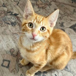Handsome Tabby Cat