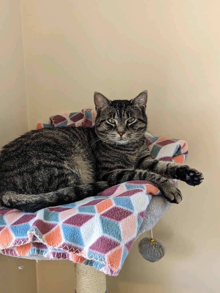 Cassie, an adoptable Domestic Short Hair in Plattsburgh, NY, 12901 | Photo Image 1