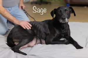 Meet Sage Sage was found as a stray in a rural area and gave birth to her puppi