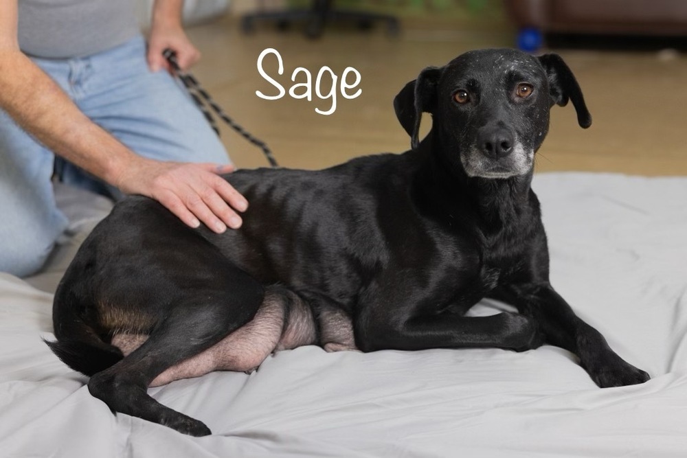 Sage detail page