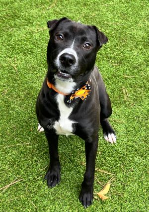 Meet Hazel Hazel is a young playful girl with the cutest little tiny ears Honestly - her ears do n