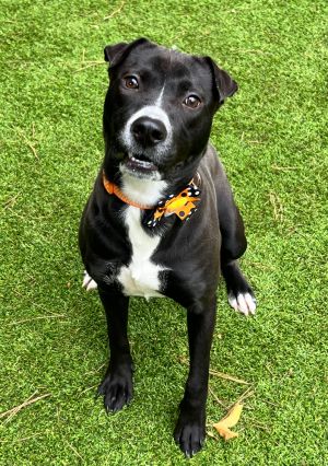 Meet Hazel Hazel is a young playful girl with the cutest little tiny ears Honestly - her ears do n