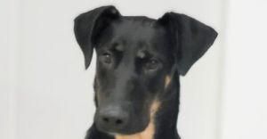 Meet Ashley The Timid but Tenderhearted Doberman Ashley is a stunning 2-year-old Doberman with a gen