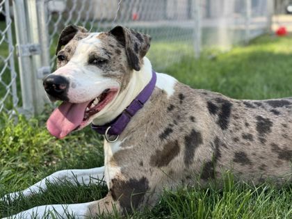 Candlelight, an adoptable Catahoula Leopard Dog, Mixed Breed in Pekin, IL, 61554 | Photo Image 1