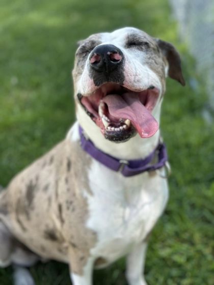 Candlelight, an adoptable Catahoula Leopard Dog, Mixed Breed in Pekin, IL, 61554 | Photo Image 2