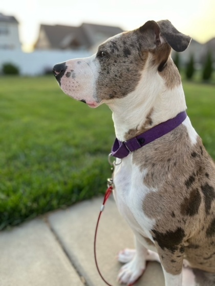 Candlelight, an adoptable Catahoula Leopard Dog, Mixed Breed in Pekin, IL, 61554 | Photo Image 3