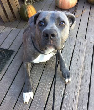 Kylie, Adult Female unknown