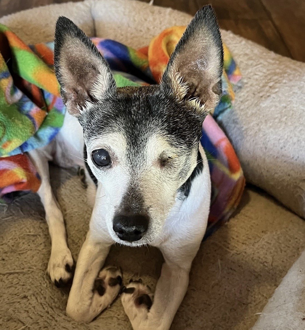 New rattitude best sale rat terrier rescue