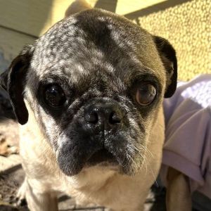 Leon pug sale rescue