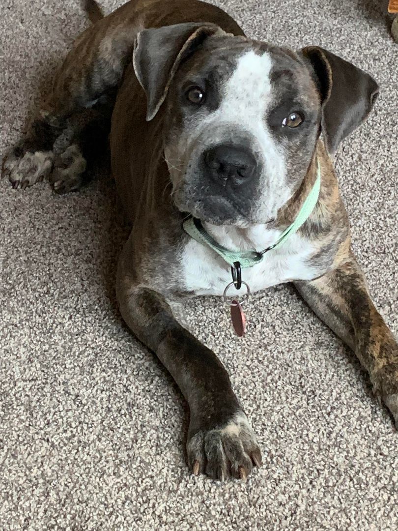 Merle american staffordshire terrier sales