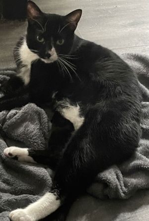 Zipper, Young Male Tuxedo