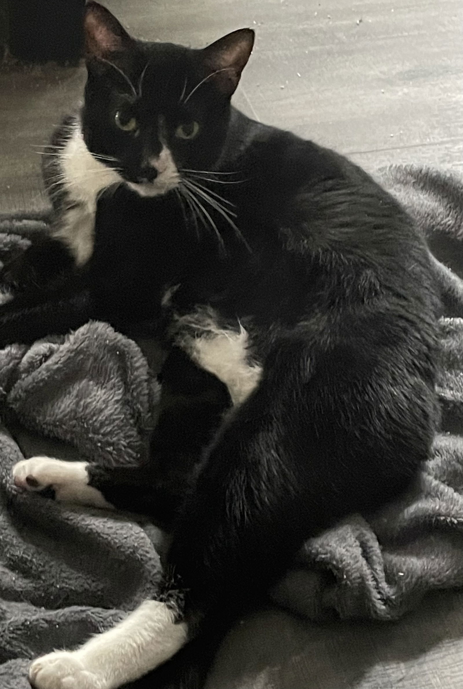 Zipper, an adoptable Tuxedo, Domestic Short Hair in Lexington, SC, 29071 | Photo Image 1