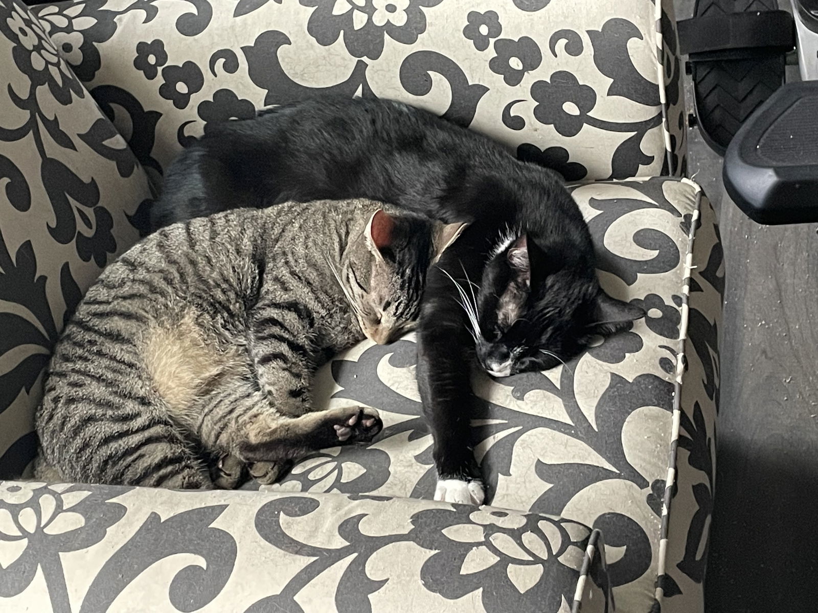 Zipper, an adoptable Tuxedo, Domestic Short Hair in Lexington, SC, 29071 | Photo Image 3