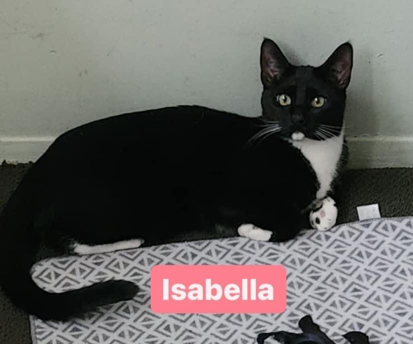 Sophia & Isabella ( bonded pair)