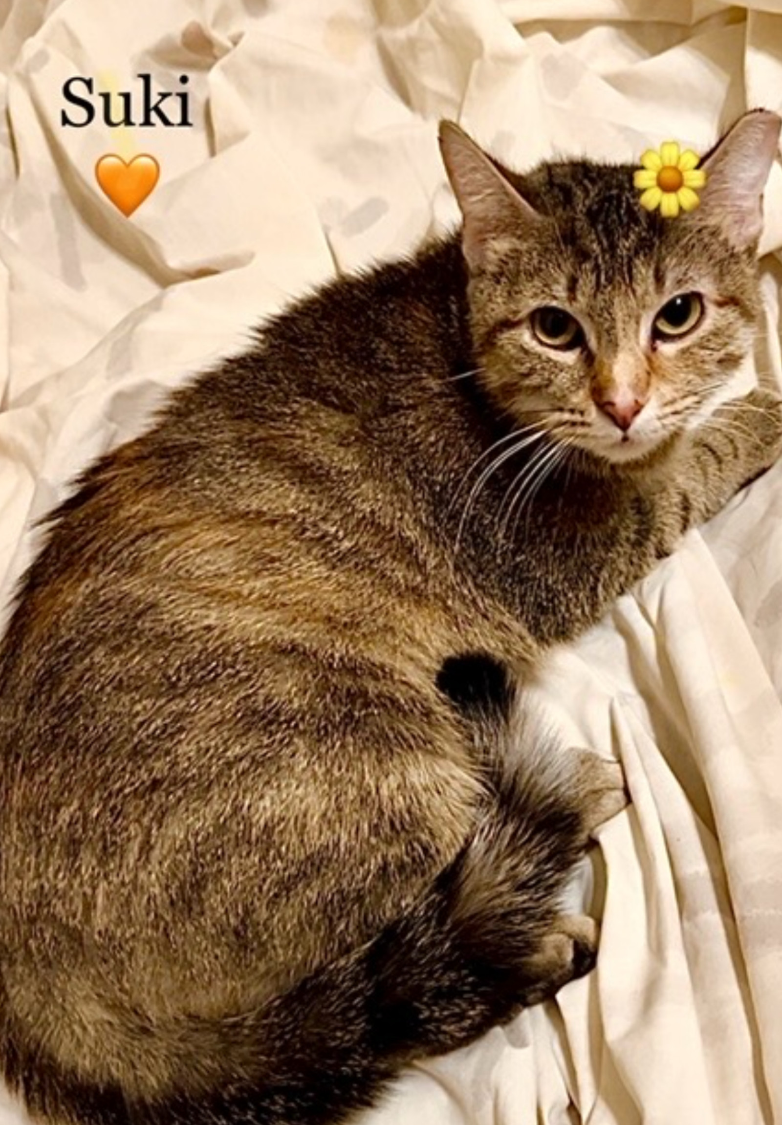 Suki - Courtesy Post