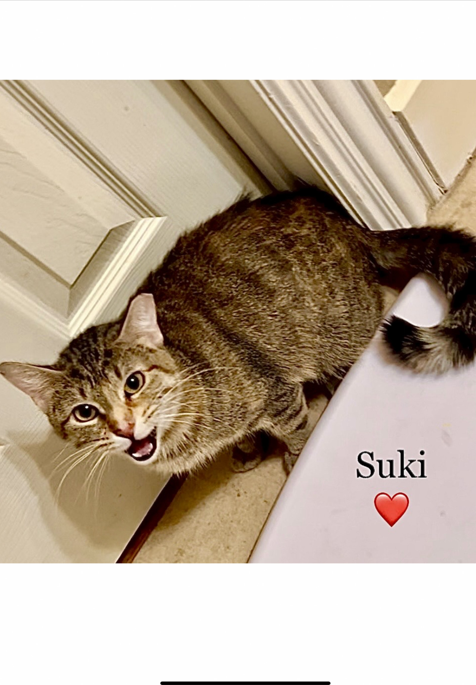 Suki - Courtesy Post, an adoptable Torbie in Euless, TX, 76040 | Photo Image 2