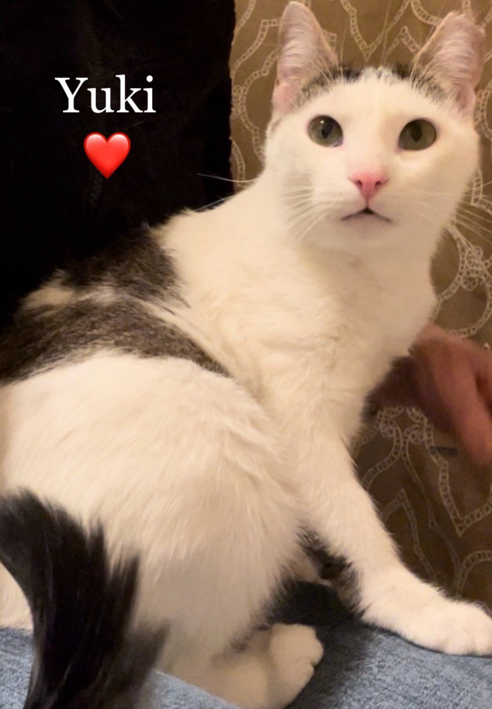 Yuki - Courtesy Post
