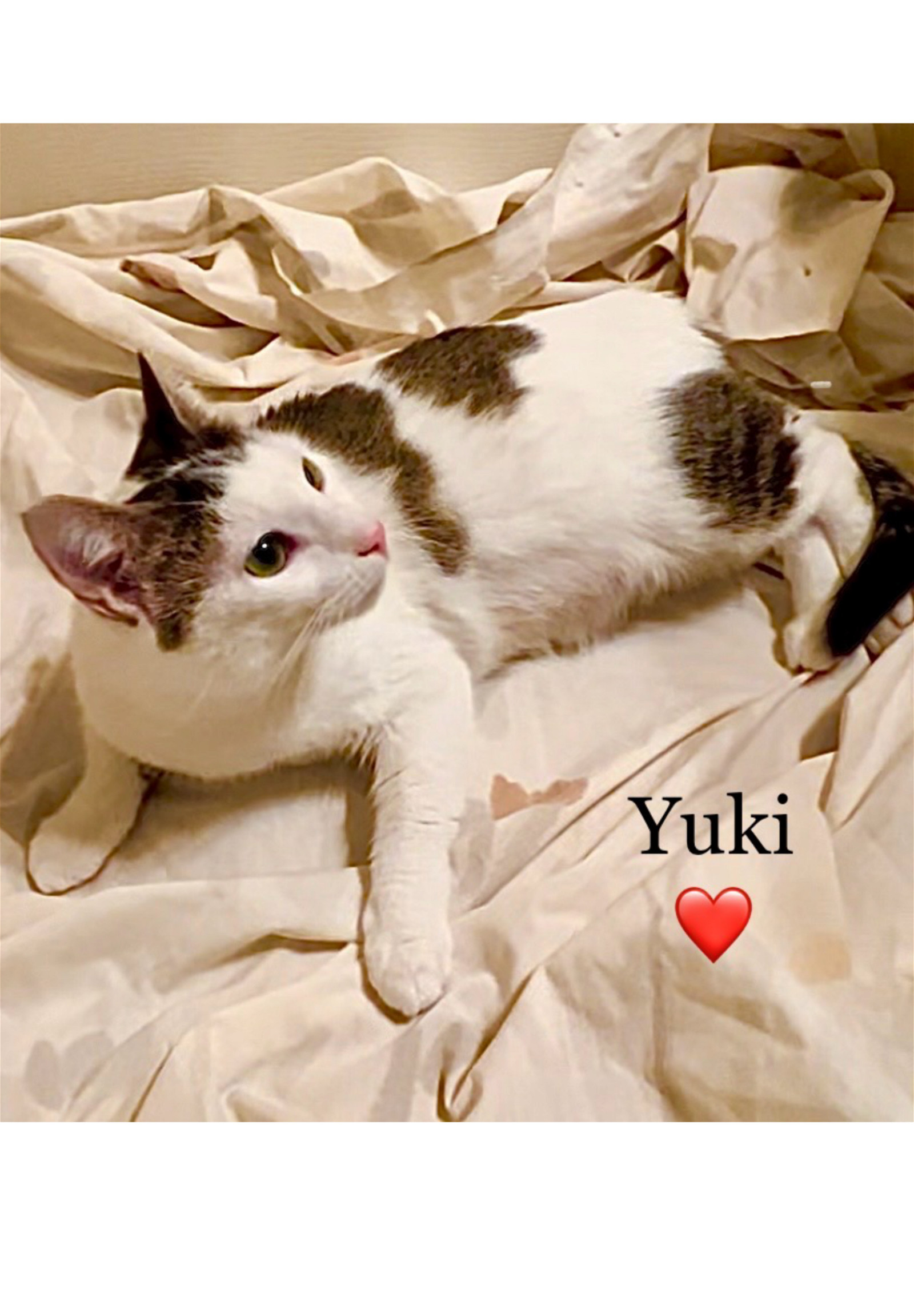 Yuki - Courtesy Post