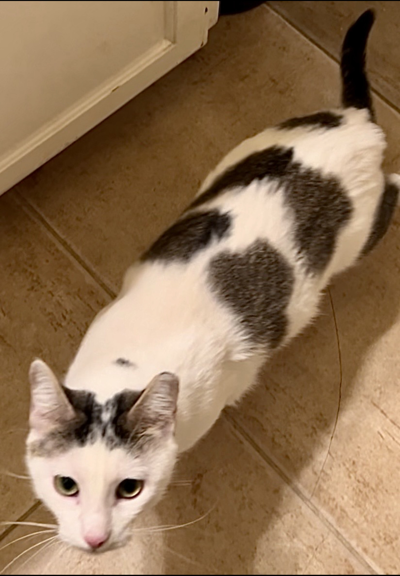 Yuki - Courtesy Post