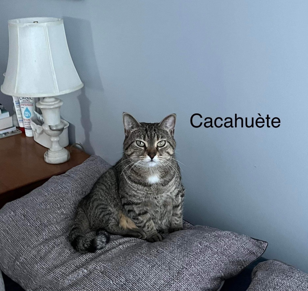 Cacahouette 