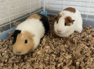 Cali (gp)-Bonded to Patches Guinea Pig Small & Furry