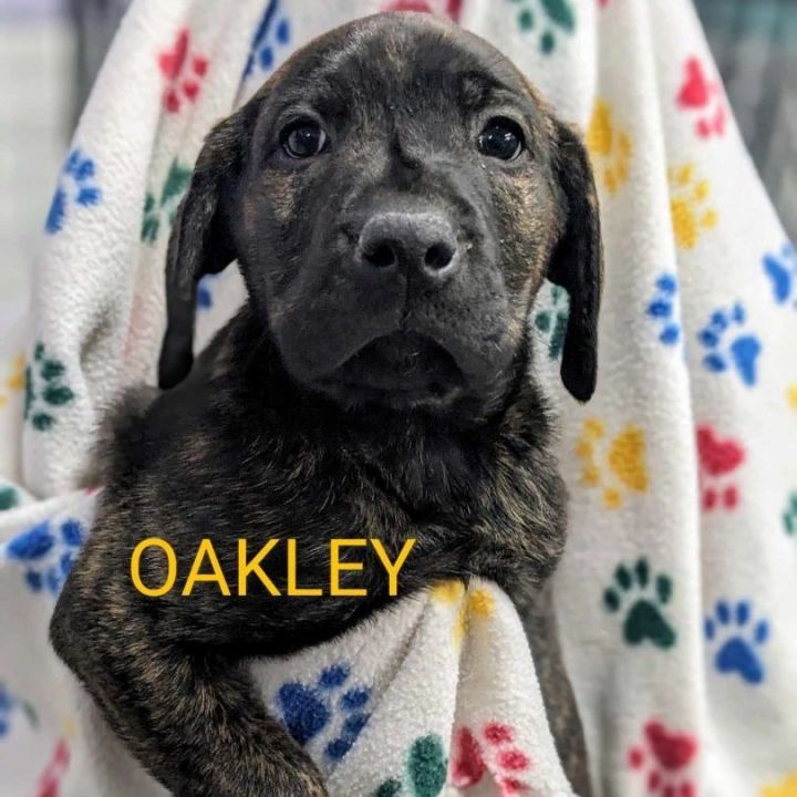 Dog for adoption - Oakley, a Pit Bull Terrier & Retriever Mix in