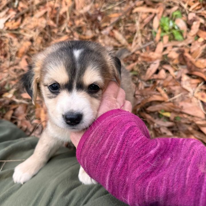 Dachshund husky hot sale puppies