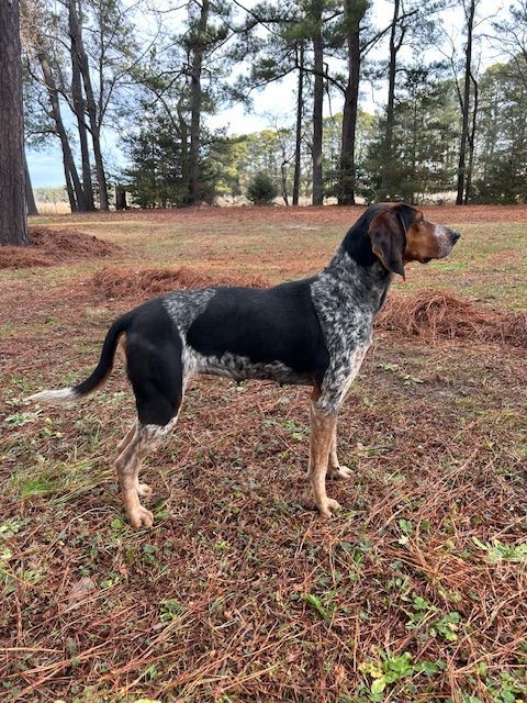 Bluetick coonhound 2024 for adoption