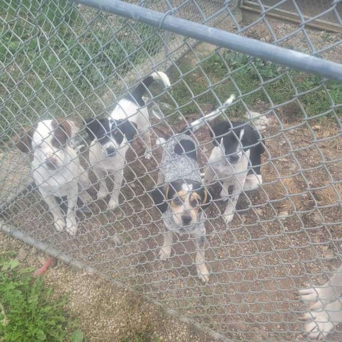 Beagle heeler mix for 2024 sale