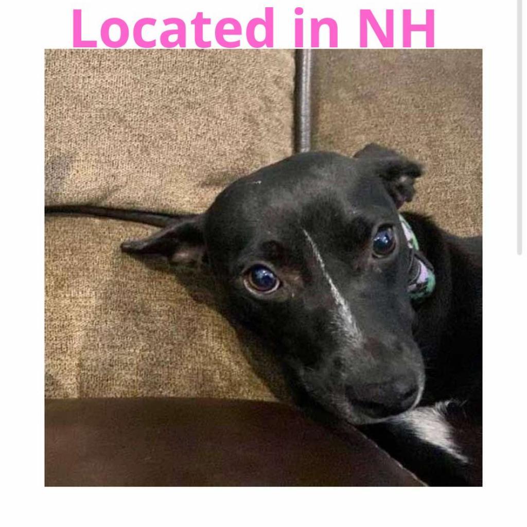 Mouse, an adoptable Mixed Breed in Frederiksted, VI, 00840 | Photo Image 1